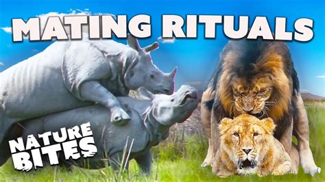 animals mating|Love in the Wild: Animal Mating Rituals 